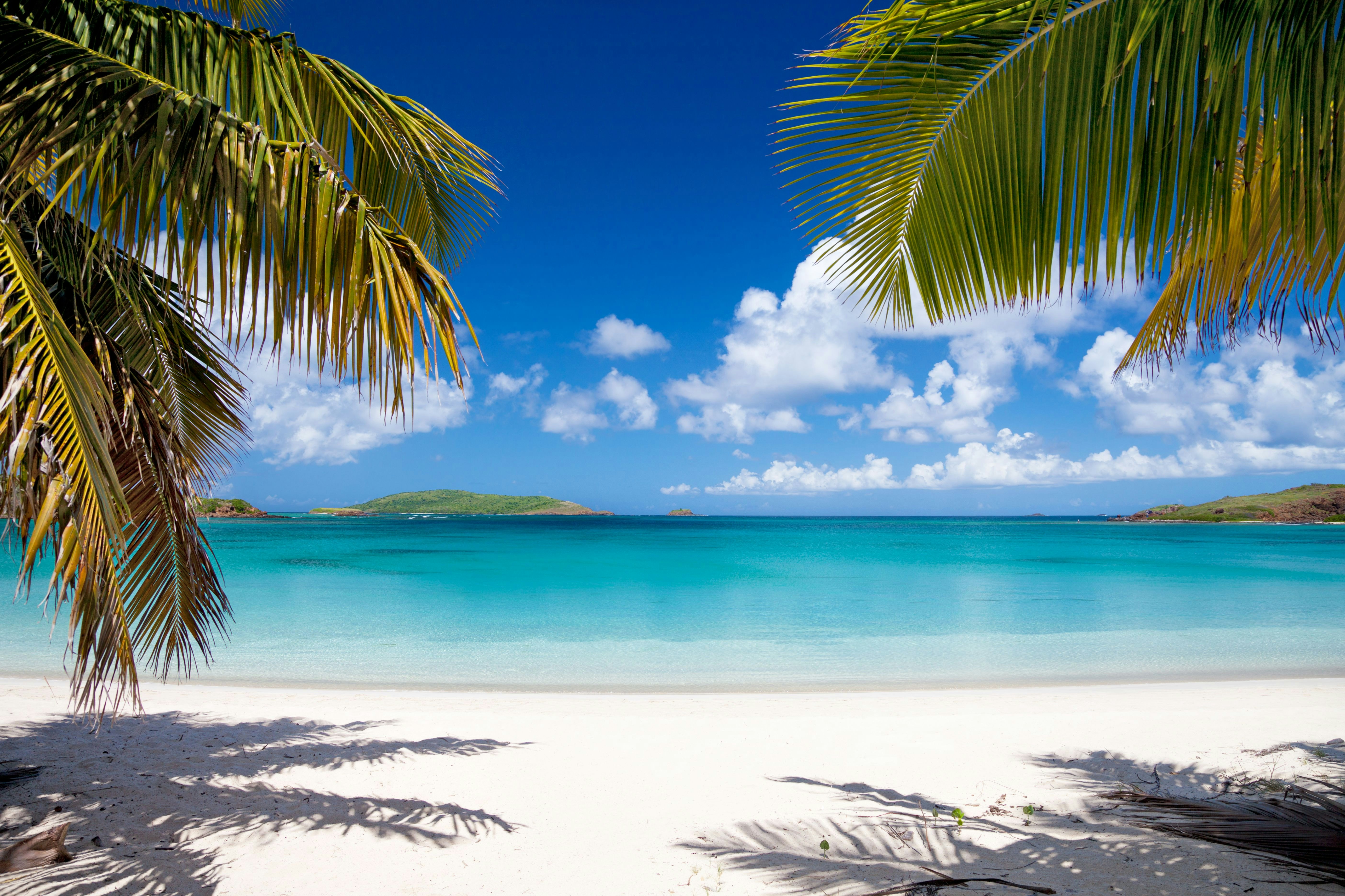 palm trees at Playa Tortuga (Turtle Beach) on Isla Culebrita, Puerto Rico